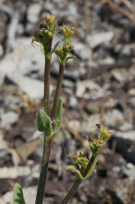 Image of Gypsophila perfoliata specimen.