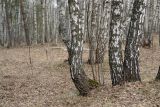 Betula pendula