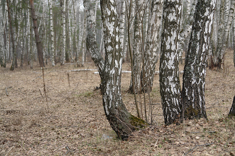 Image of Betula pendula specimen.