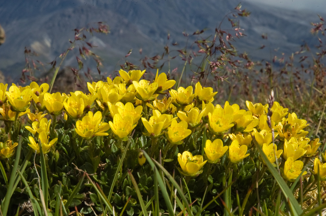 Image of Saxifraga serpyllifolia specimen.