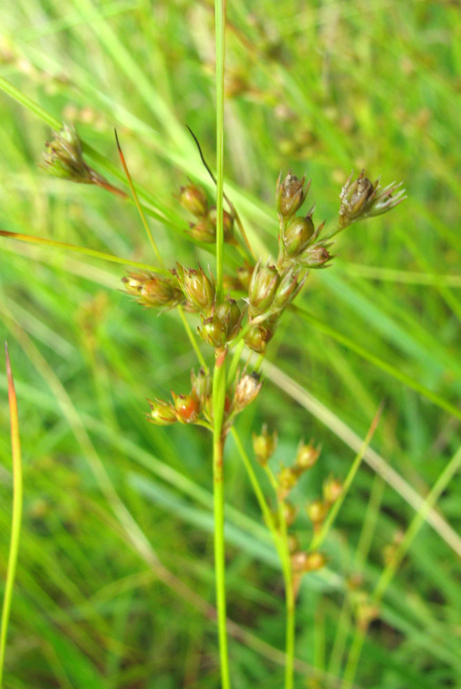 Image of Juncus tenuis specimen.