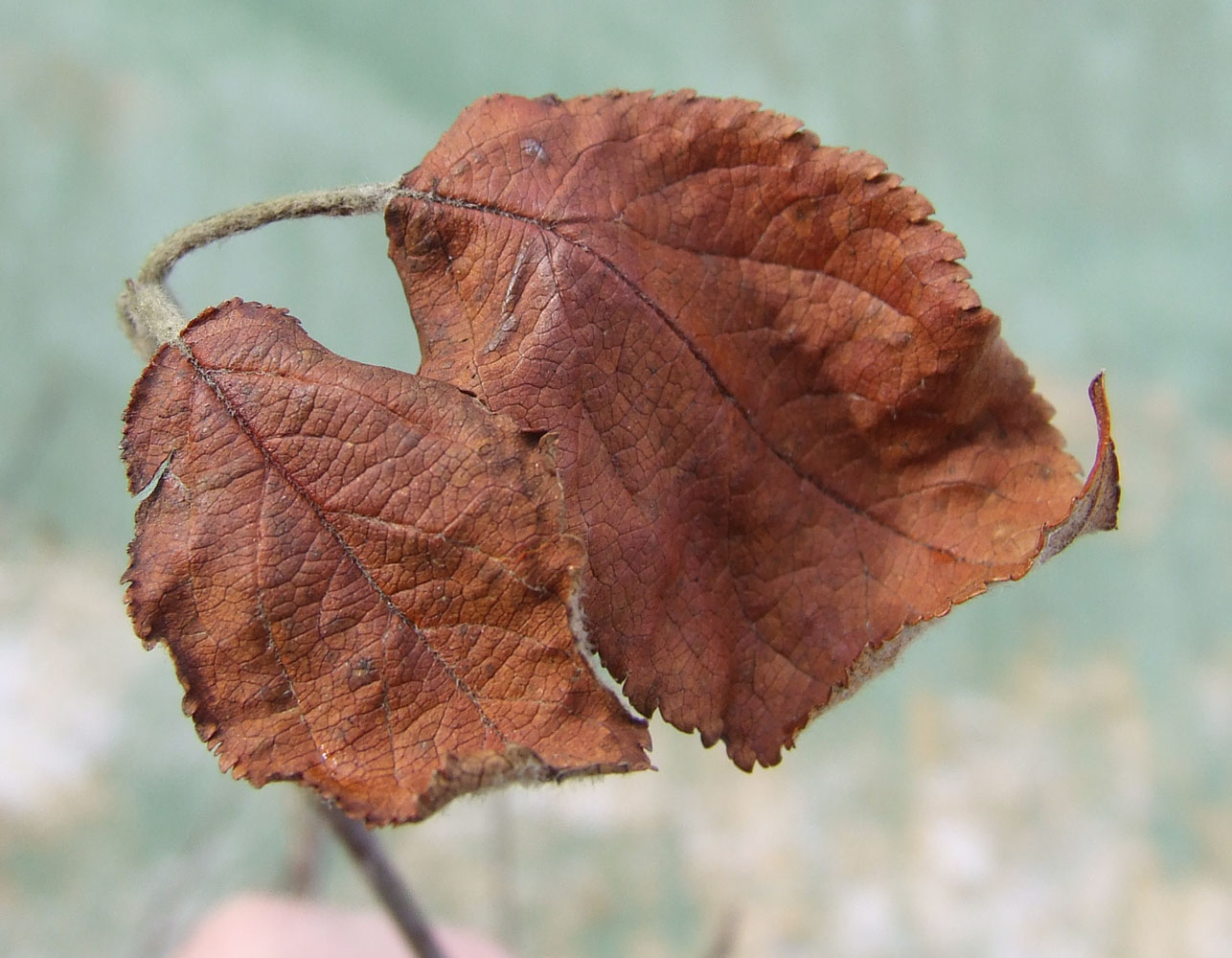 Image of Malus domestica specimen.