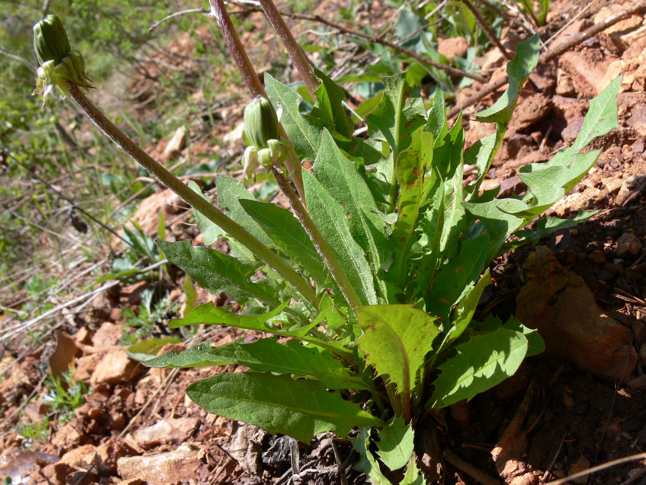 Image of Taraxacum ostenfeldii specimen.