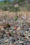genus Trifolium. Цветущее растение. Южный Берег Крыма, окрестности горы Аюдаг. 11 мая 2012 г.