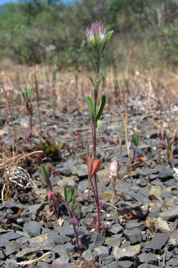 Изображение особи род Trifolium.