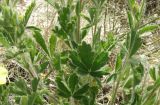 Potentilla astracanica. Листья в средней части стеблей. Ейский полуостров, коса Долгая. 16.05.2012.