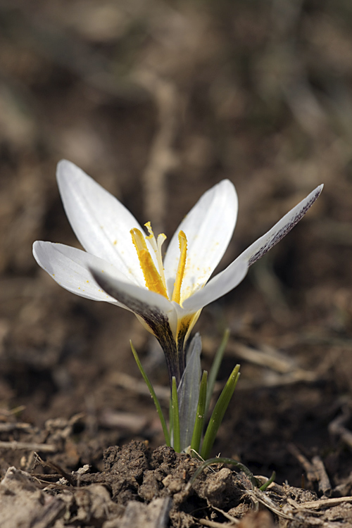 Изображение особи Crocus alatavicus.