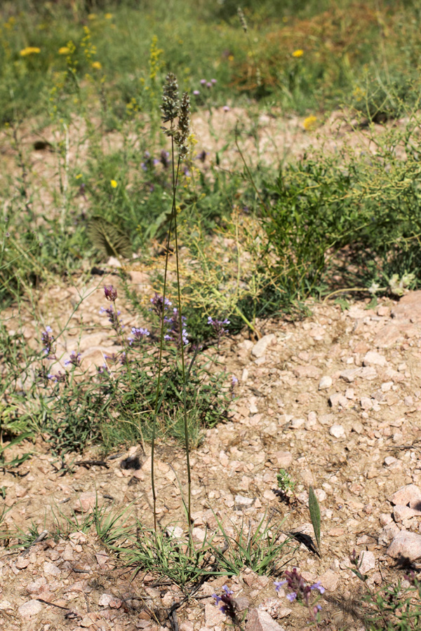 Image of Koeleria macrantha specimen.