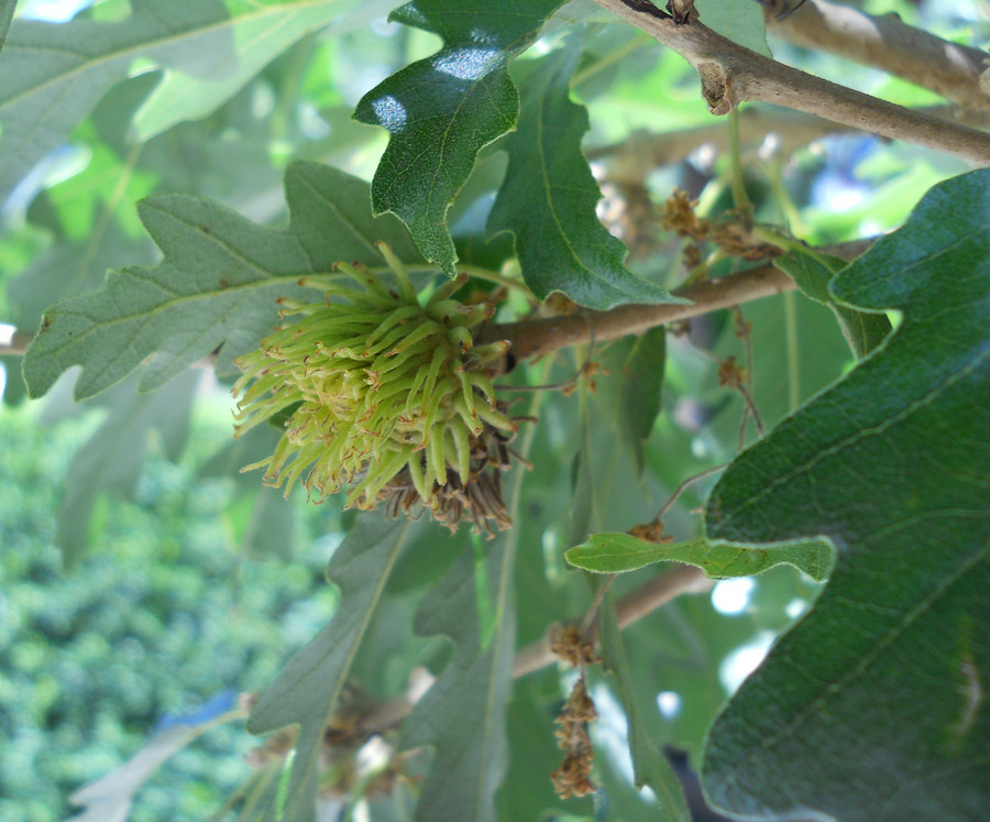 Изображение особи Quercus cerris.