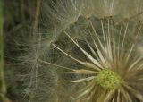 Taraxacum serotinum