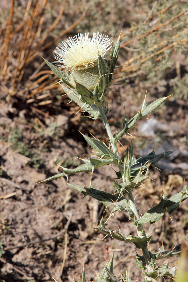 Image of Cirsium turkestanicum specimen.