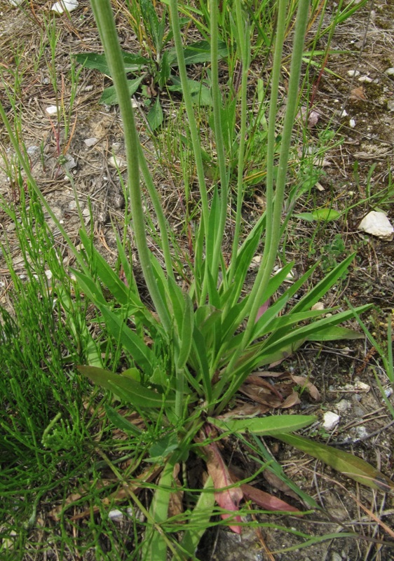 Image of Pilosella vaillantii specimen.