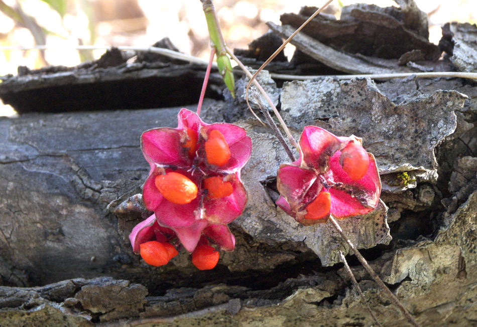 Image of Euonymus latifolius specimen.