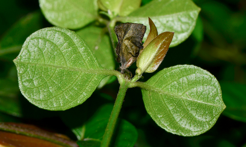 Изображение особи Barleria repens.