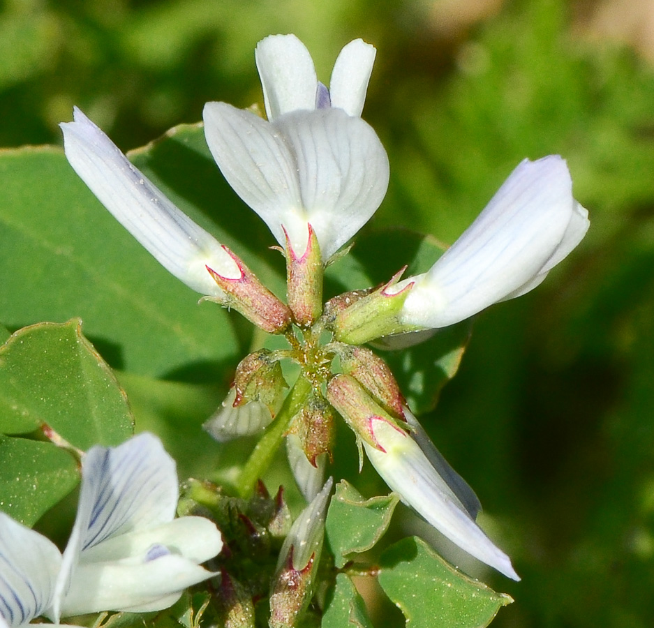 Image of Trigonella arabica specimen.