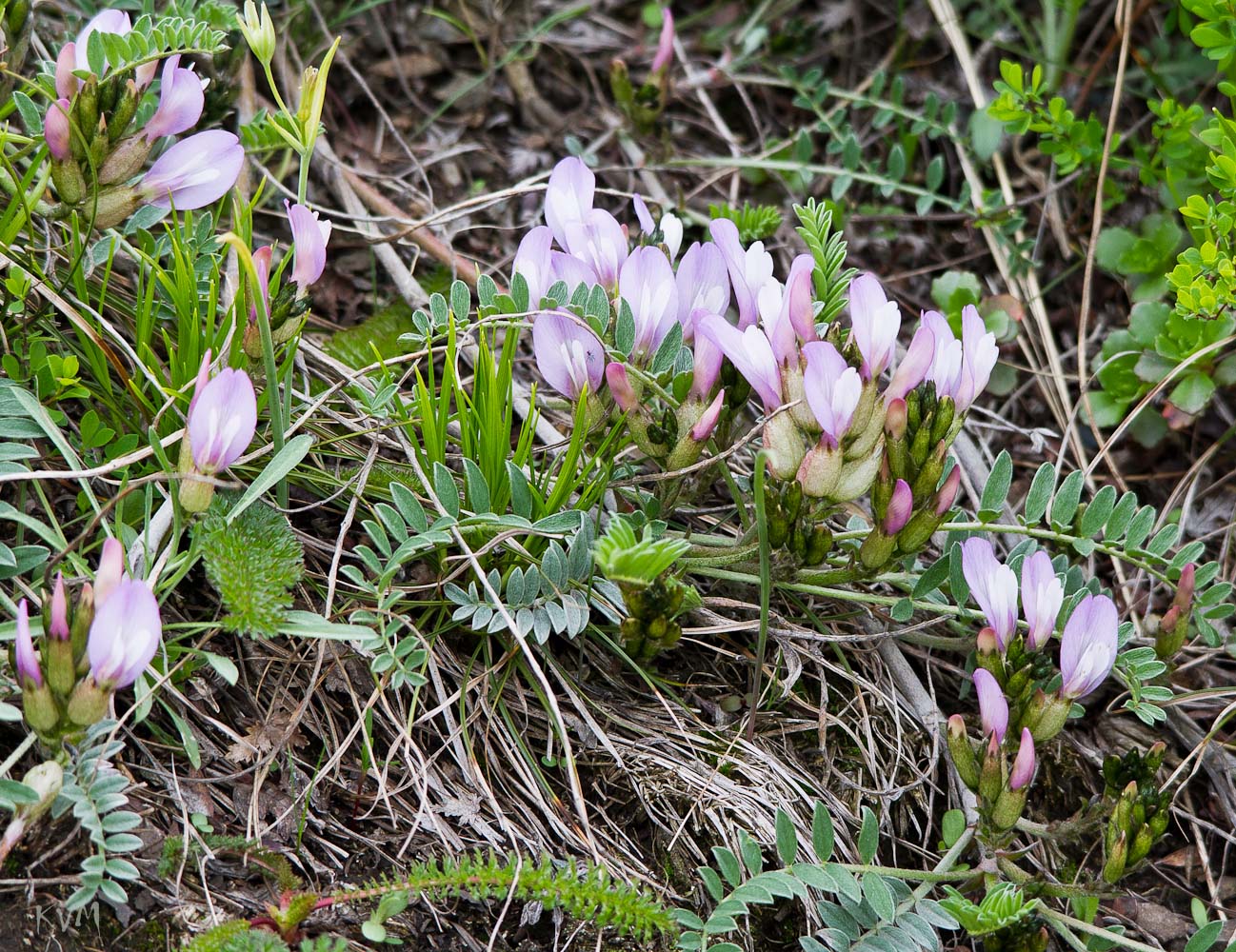 Image of Astragalus megalanthus specimen.