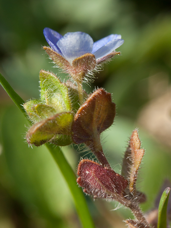 Image of Veronica polita specimen.