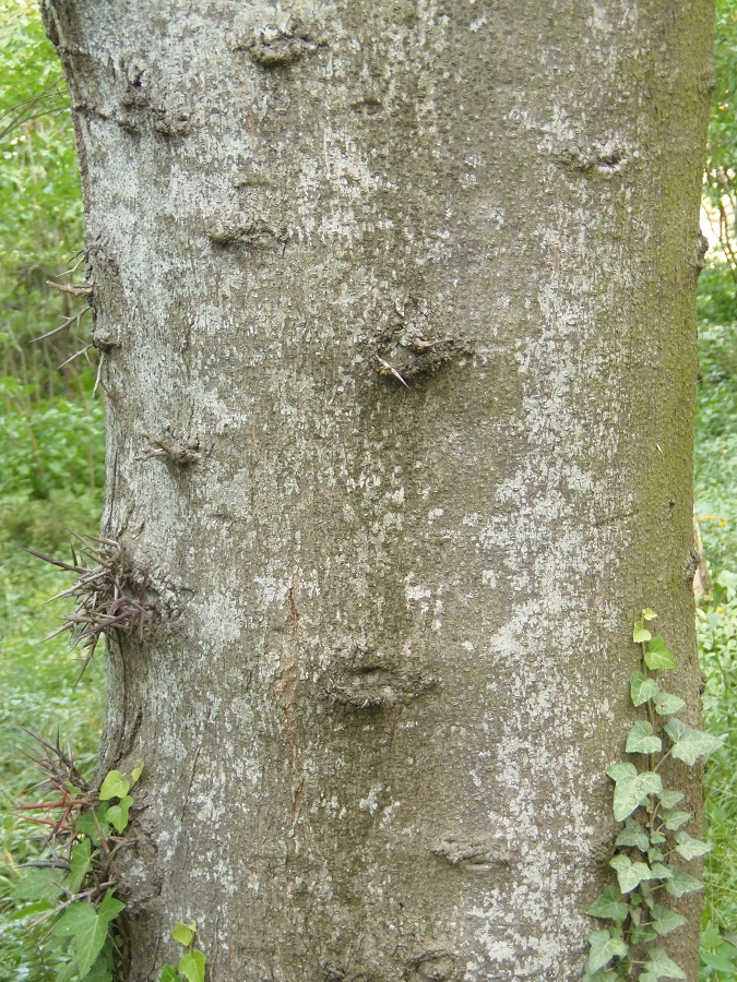 Image of genus Gleditsia specimen.