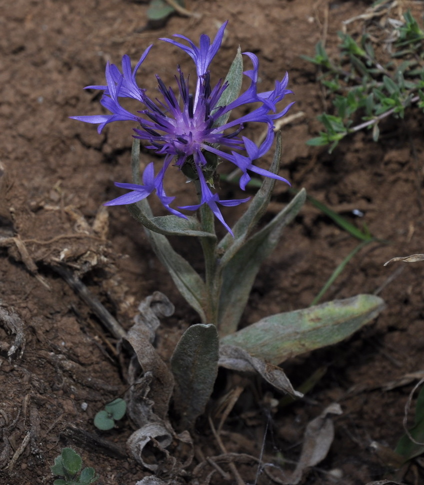 Image of Centaurea pichleri specimen.