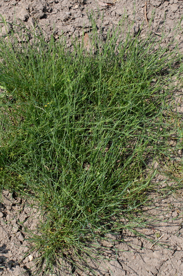 Image of Petrorhagia saxifraga specimen.