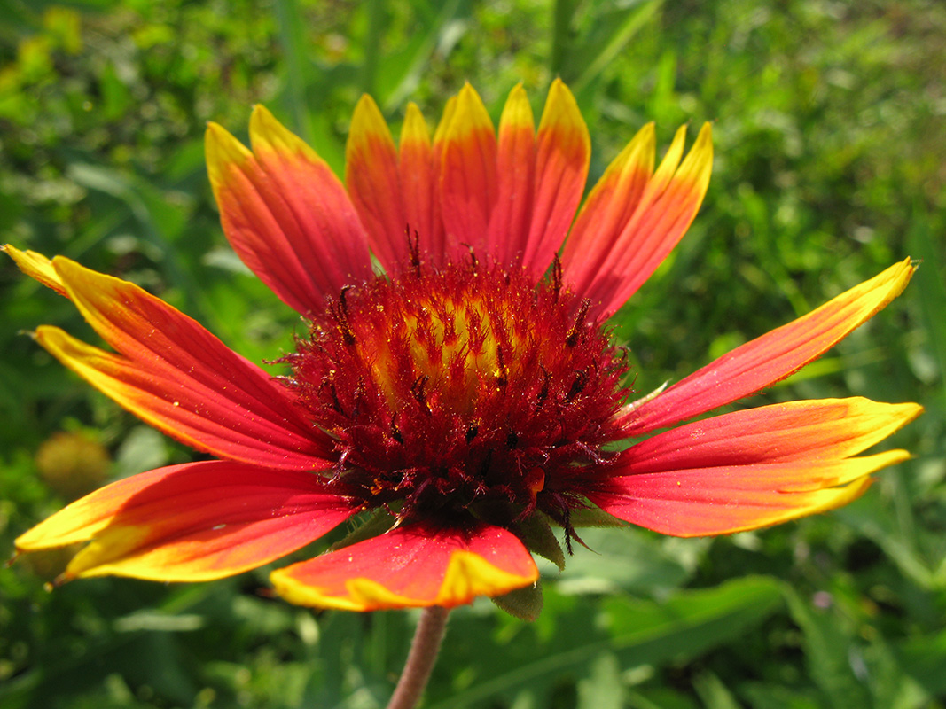 Image of genus Gaillardia specimen.