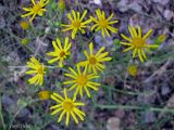 Senecio borysthenicus