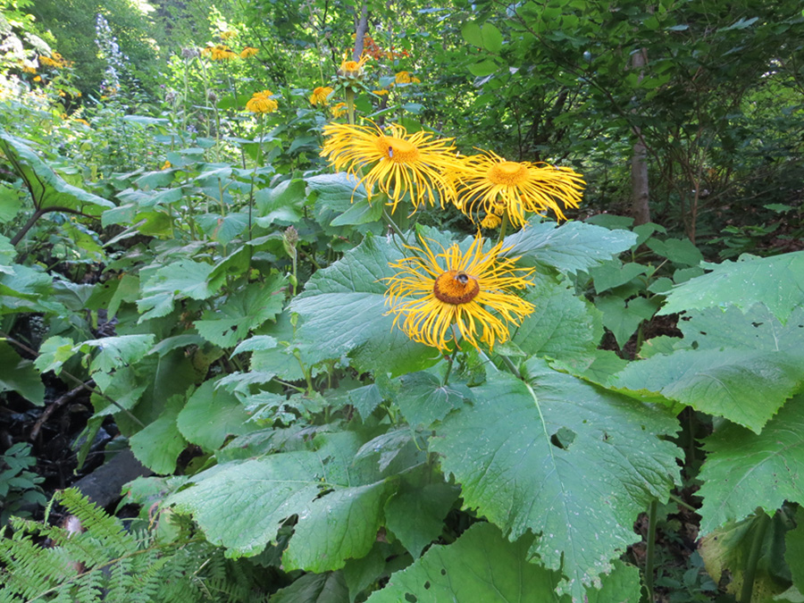 Изображение особи Telekia speciosa.