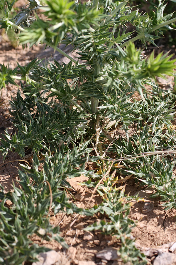 Image of Cousinia minkwitziae specimen.