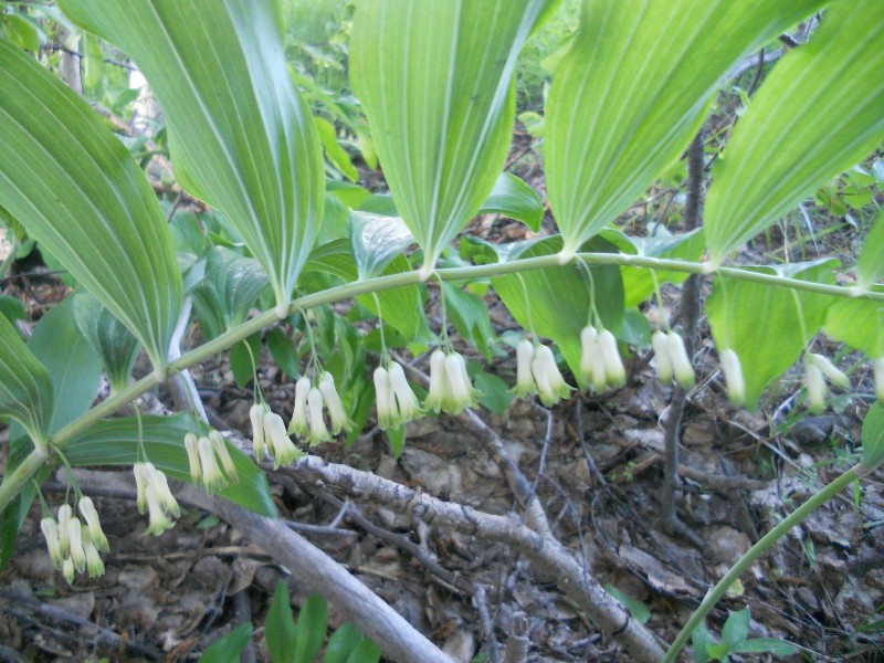 Image of Polygonatum multiflorum specimen.