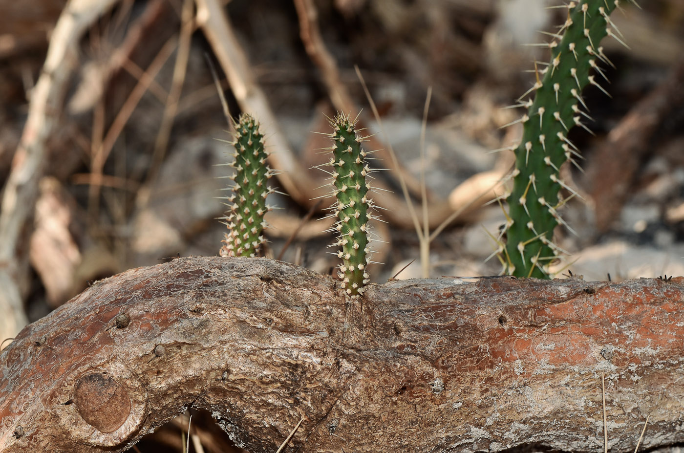 Изображение особи Opuntia cochenillifera.