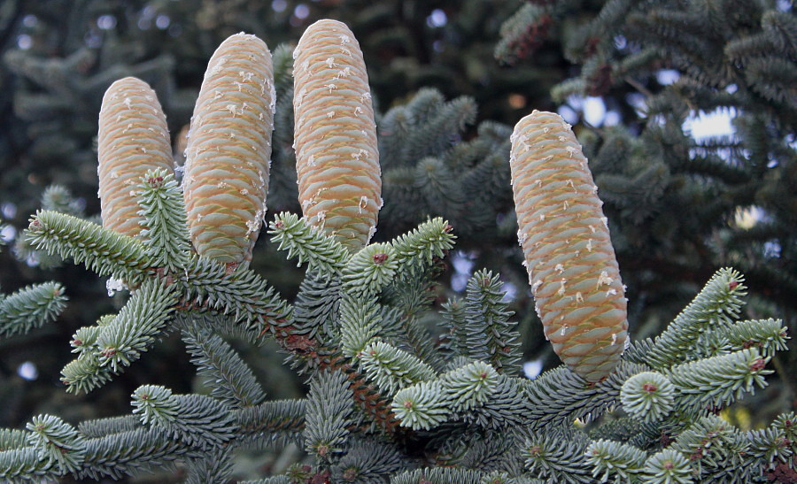 Image of Abies pinsapo specimen.