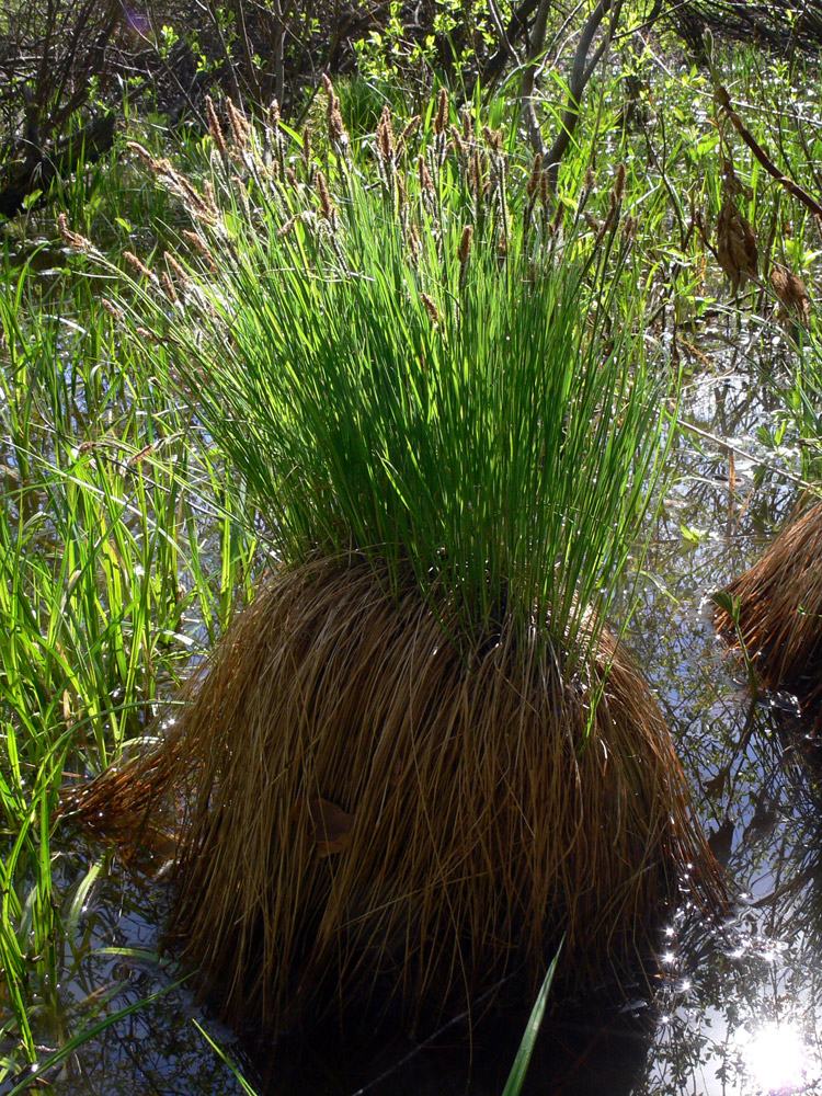 Изображение особи Carex cespitosa.