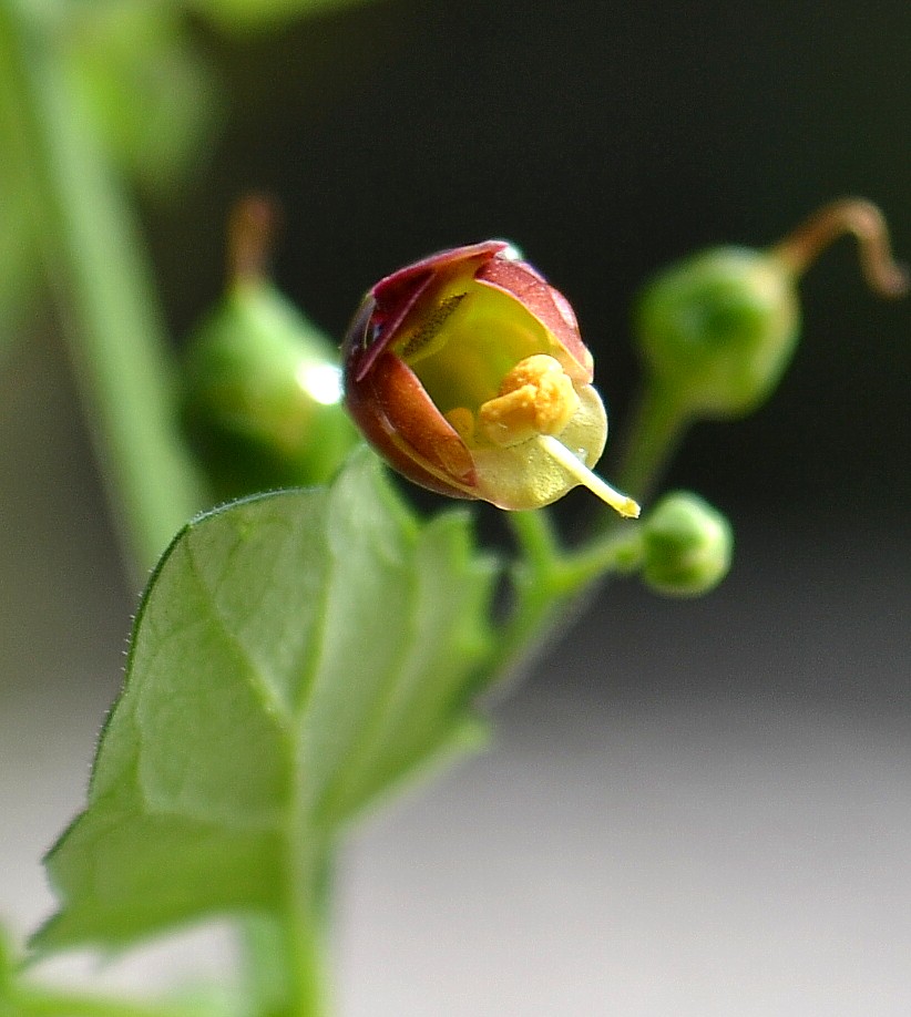 Изображение особи Scrophularia scopolii.