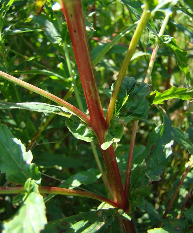 Image of Epilobium tetragonum specimen.