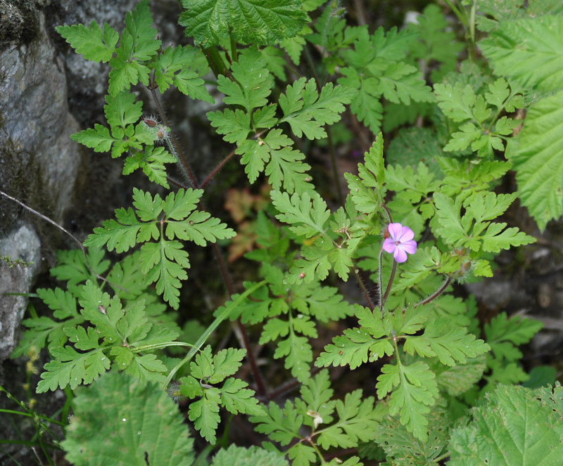 Image of Geranium robertianum specimen.