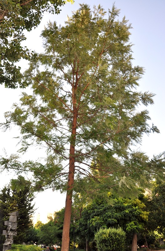 Image of Grevillea robusta specimen.