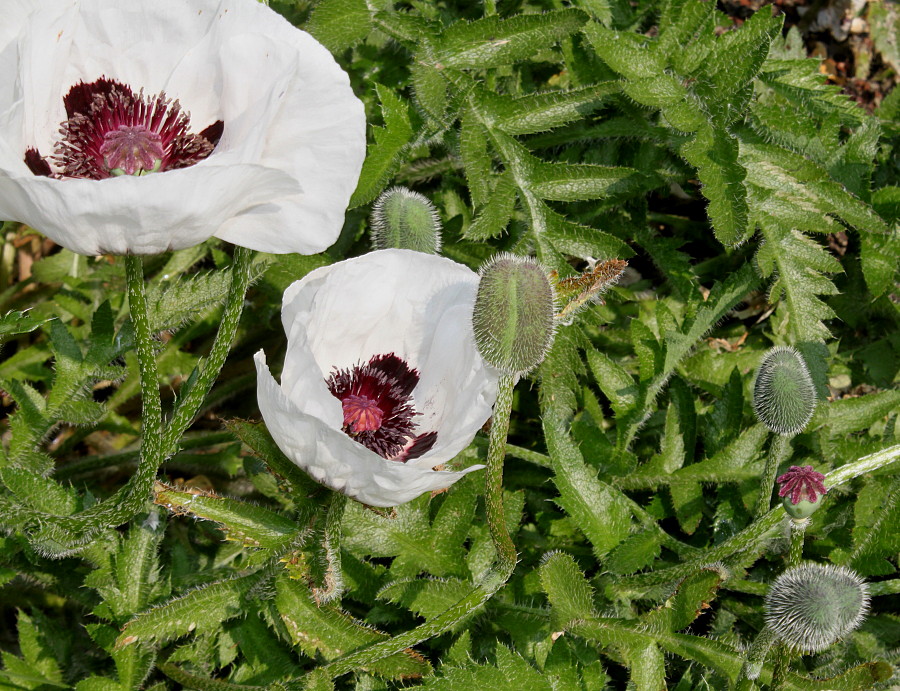 Image of Papaver orientale specimen.