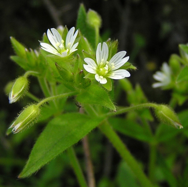 Изображение особи Cerastium holosteoides.