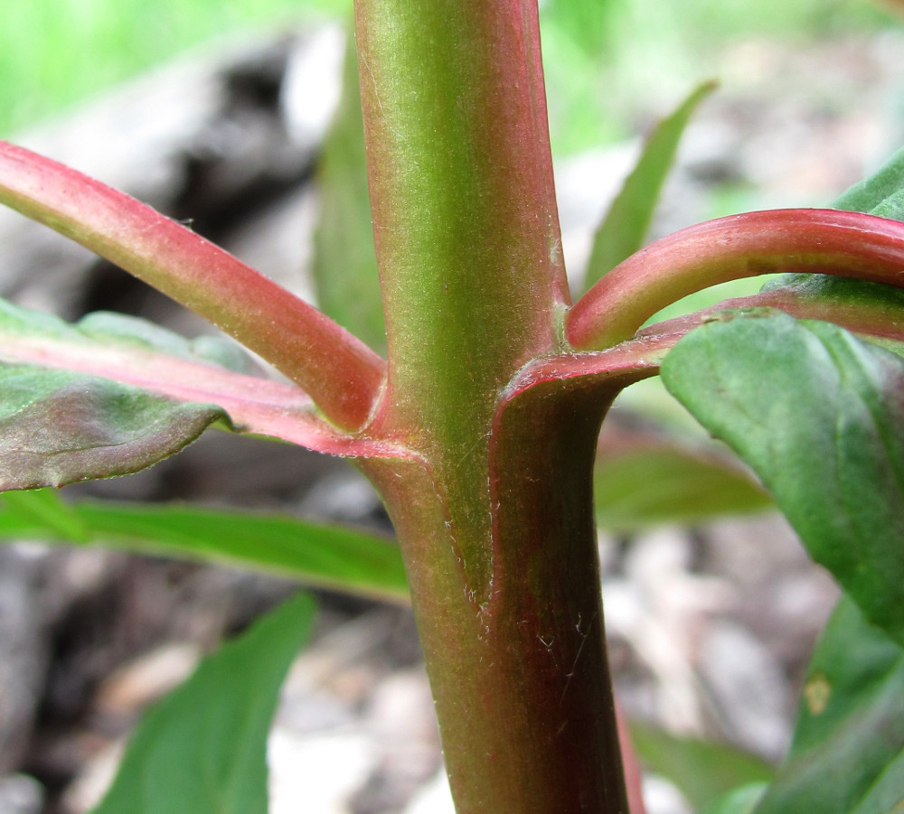 Image of Epilobium adenocaulon specimen.