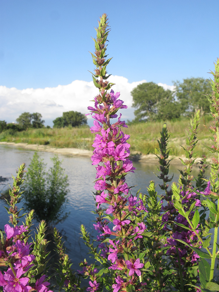 Image of Lythrum salicaria specimen.