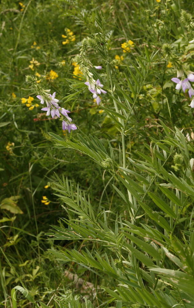 Изображение особи Galega officinalis.