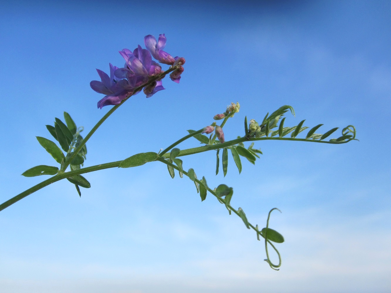 Image of Vicia cracca specimen.