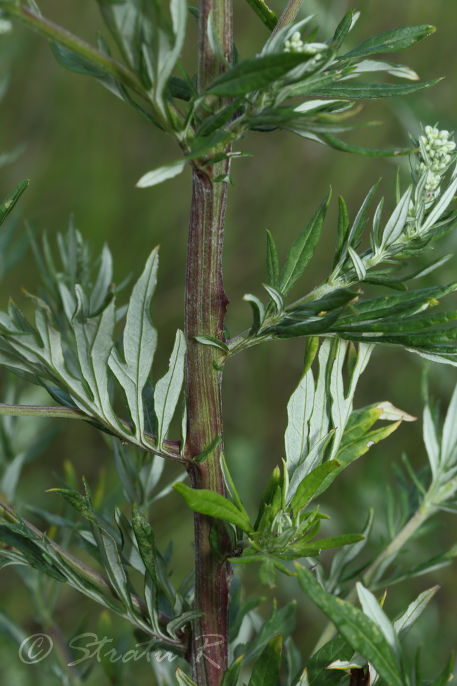 Image of Artemisia vulgaris specimen.