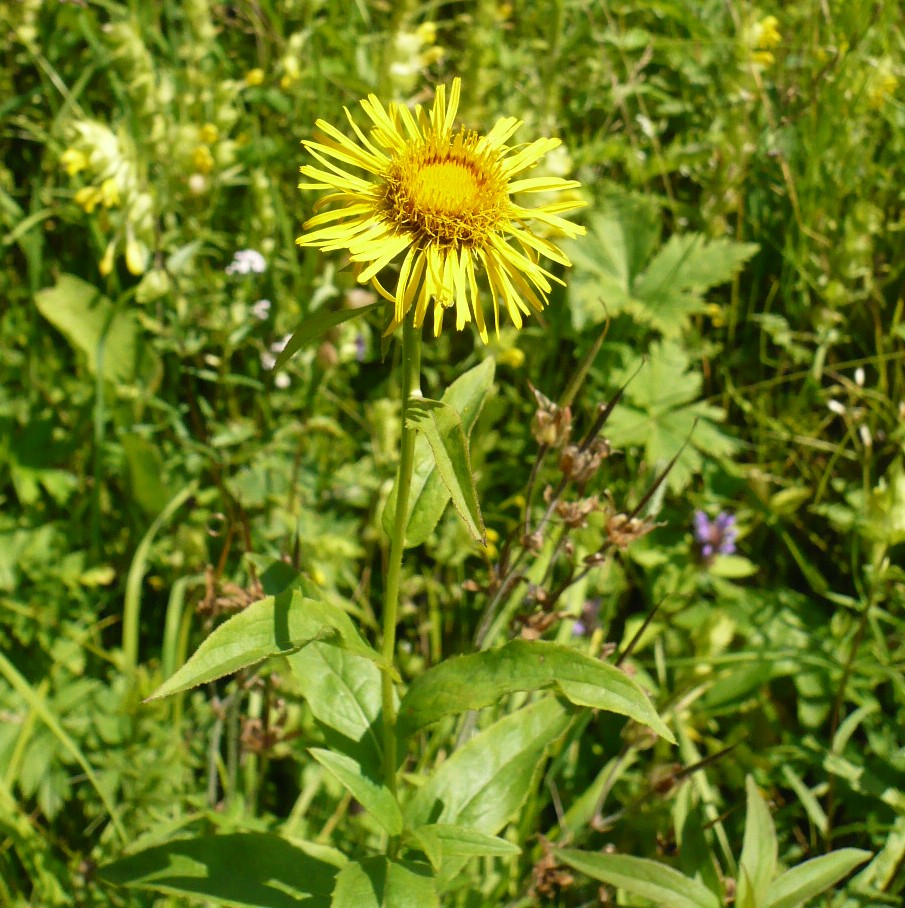 Image of Inula britannica specimen.