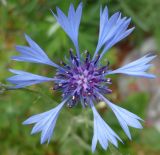 Centaurea cyanus