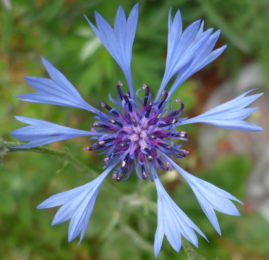 Image of Centaurea cyanus specimen.