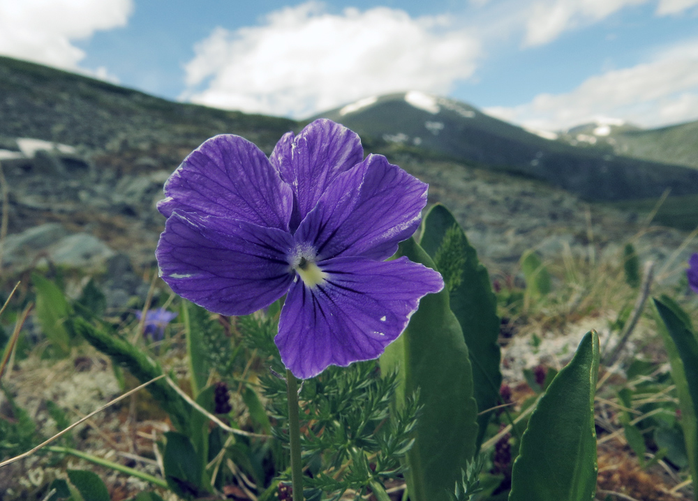 Изображение особи Viola altaica.