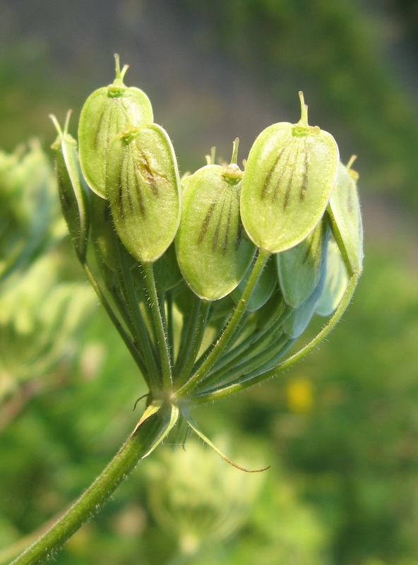 Изображение особи Heracleum dissectum.