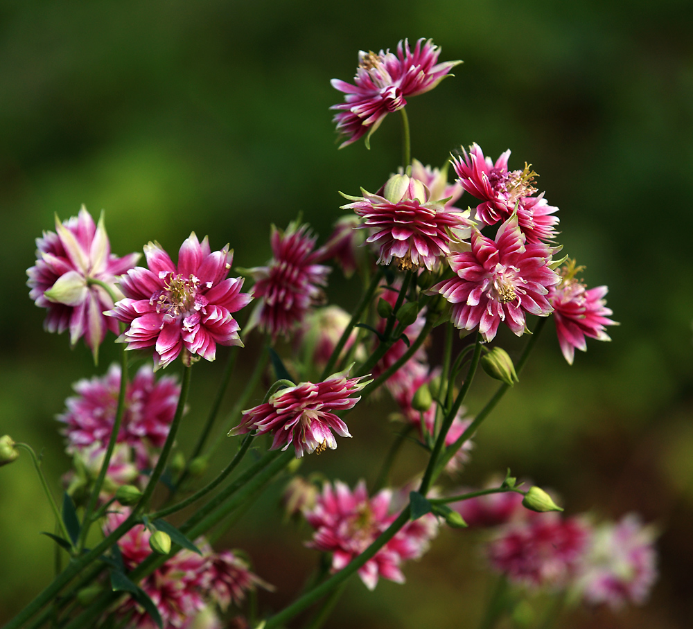 Image of Aquilegia vulgaris var. stellata specimen.