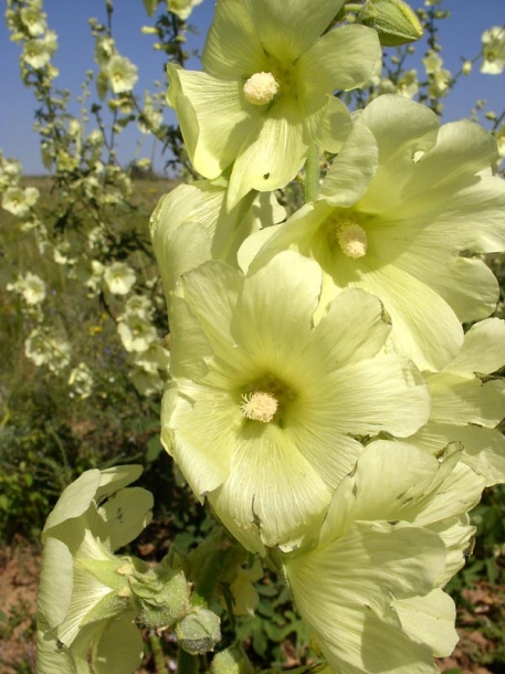 Изображение особи Alcea rugosa.